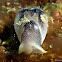 NUDIBRANCH