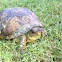 Eastern Box Turtle