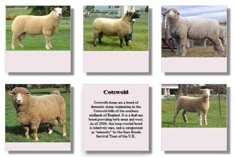 【免費旅遊App】Canadian Sheep Breeds-APP點子