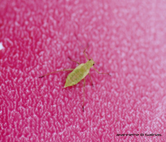 Spotting Image 1