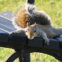 Squirrel