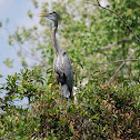 Great Blue Heron & little ones in nest
