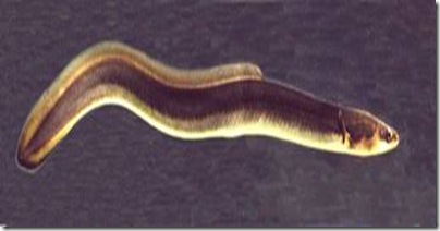 clip_image002[12]