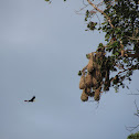 Montezuma Oropendola