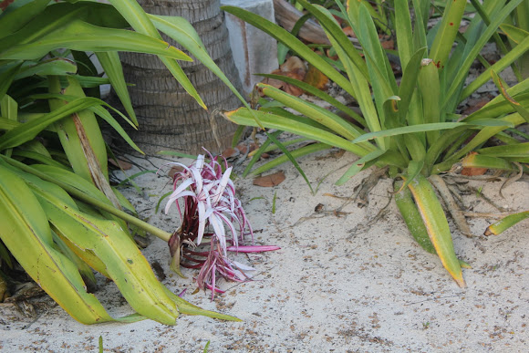Spotting Image 1