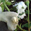 Whitebanded Crab Spider