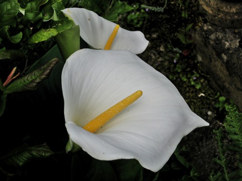 [ChantmarleManor0707.jpg]