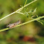 Grasshopper