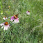 Purple coneflower