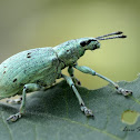 Entiminae