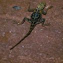 Namib rock agama(female