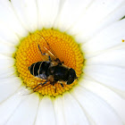 Hoverfly