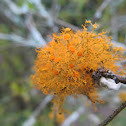 Old man´s beard (orange)