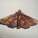 Pyralid moth
