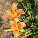 Tiger Daylily