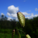 Rattlesnake Grass