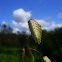 Rattlesnake Grass