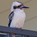 Laughing Kookaburra