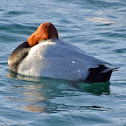 Common Pochard (male)