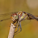 Libélula (Common Darter)