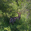 Waterbuck