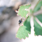 jumping spider