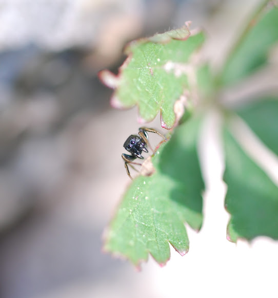 Spotting Image 1
