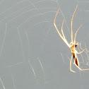 Long-jawed Orb Weaver