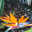 Bird of Paradise