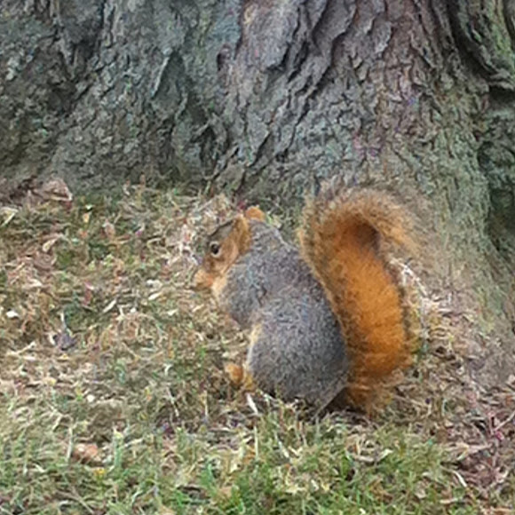 Spotting Image 1