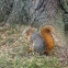 Fox squirrel 