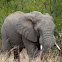African Bush Elephant