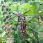 Pokeweed