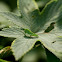 grasshopper