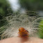 Arctiid Moth Caterpillar
