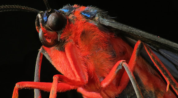 Spotting Image 1