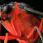 Moth
