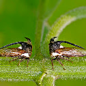 Thorn Mimic Treehopper