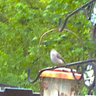 Blue-Grey Gnatcatcher
