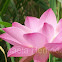 Pink Water Lily