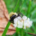 American Bumblebee