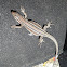 Lagartija ibérica. Iberian Wall Lizard