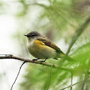 American Redstart (female)