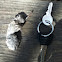 Fox scat