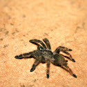 Pica Caballo Tarantula
