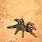Pica Caballo Tarantula