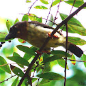 Brown Barbet