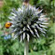 Echinops bannaticus