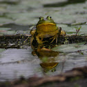 American Bullfrog