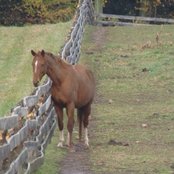 Spotting Image 1